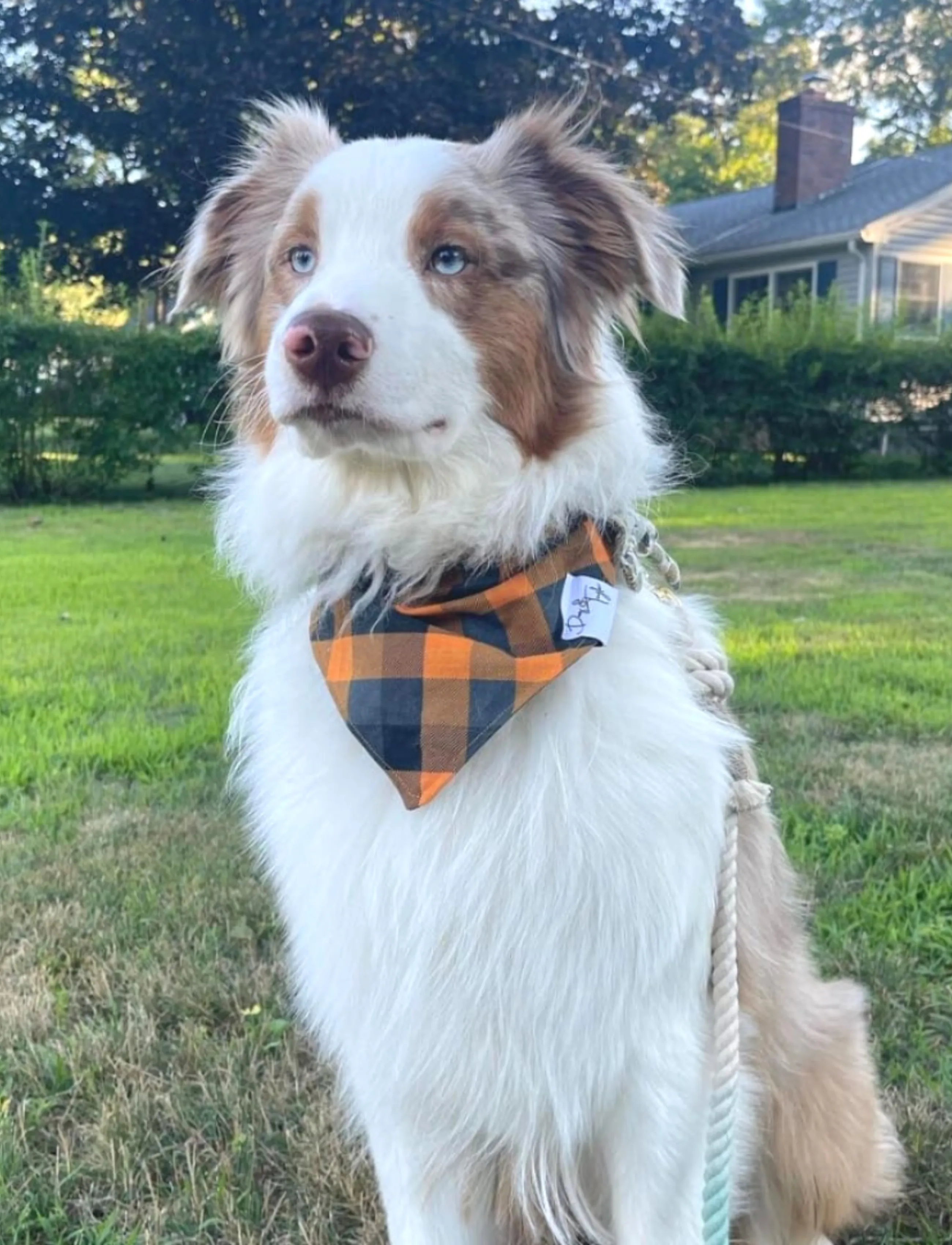 Pumkin Spice Plaid Bandana